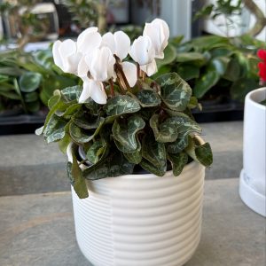 רקפת בעציץ לבן